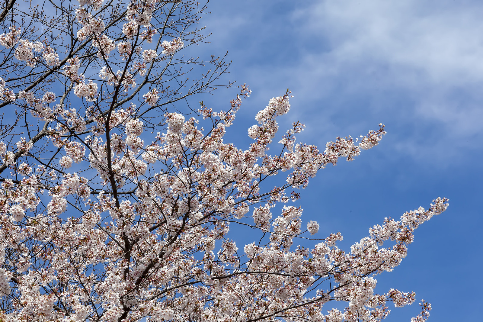Canon EOS 5D Mark II sample photo. Cherry blossoms photography