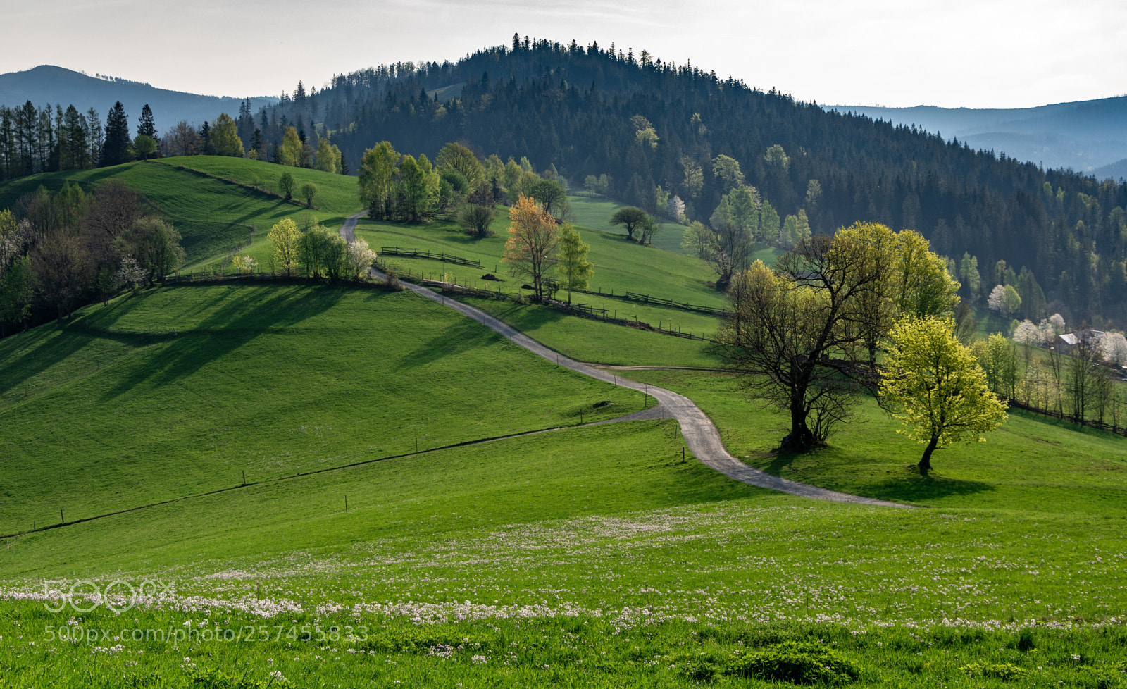 Nikon D7100 sample photo. Meadow photography
