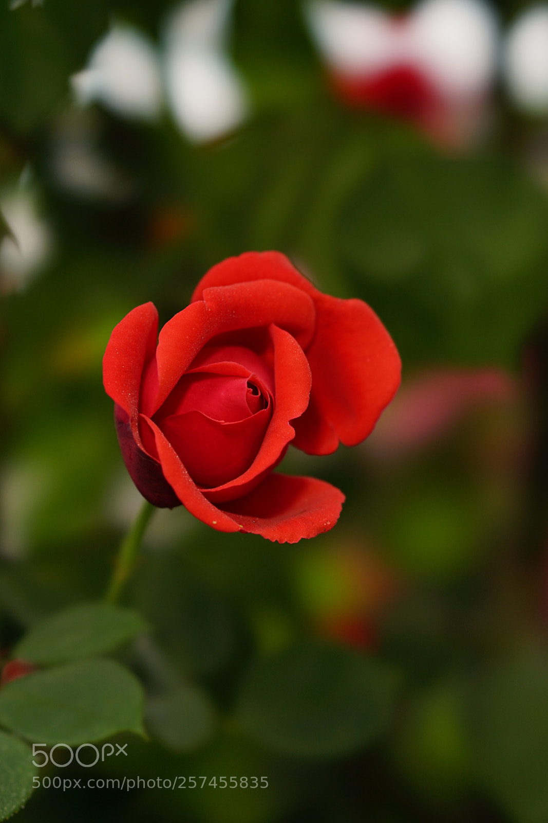 Sony a7 II sample photo. 燦然⋯ photography