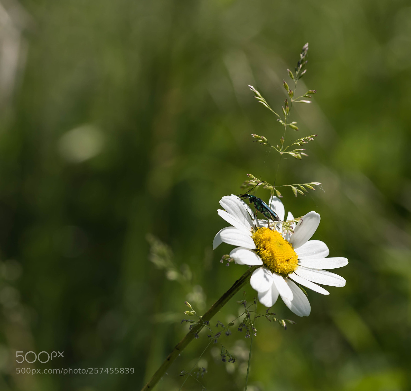 Nikon D750 sample photo. Macro du jour photography