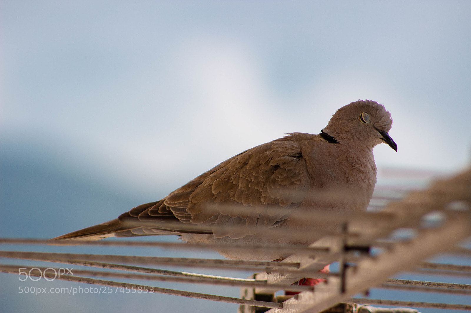 Canon EOS 100D (EOS Rebel SL1 / EOS Kiss X7) sample photo. Eurasian collared dove photography