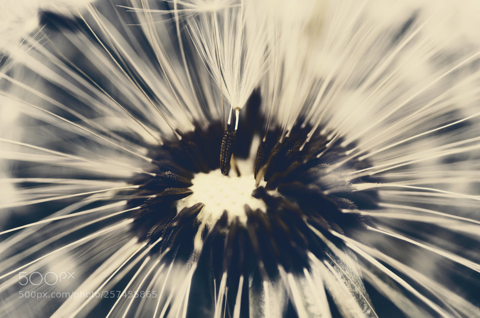 Pentax K-5 II sample photo. Taraxacum officinale (púpava) photography