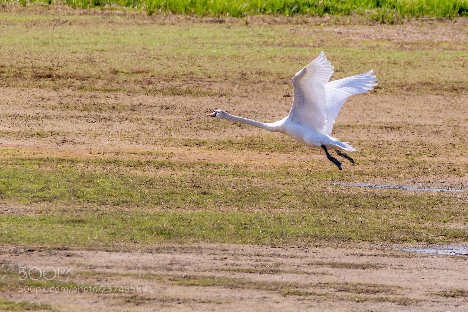 Nikon D500 sample photo. Swan flight photography