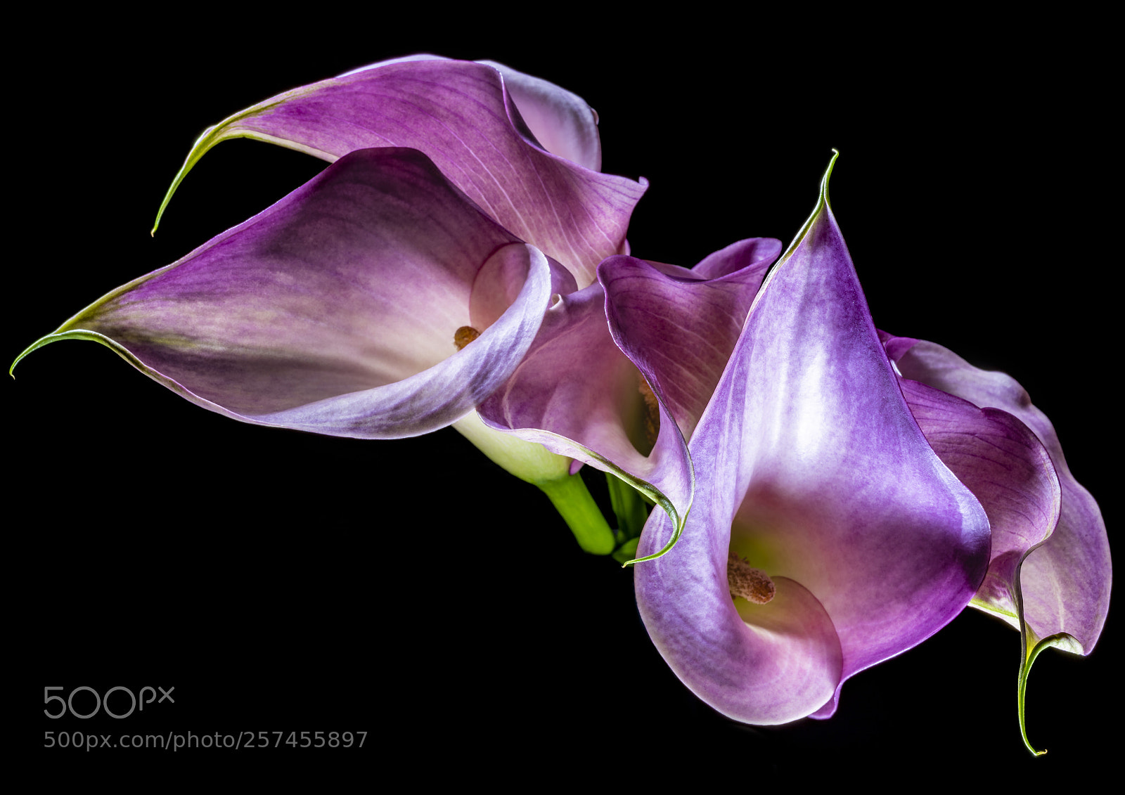 Nikon D810 sample photo. Five's a bunch photography