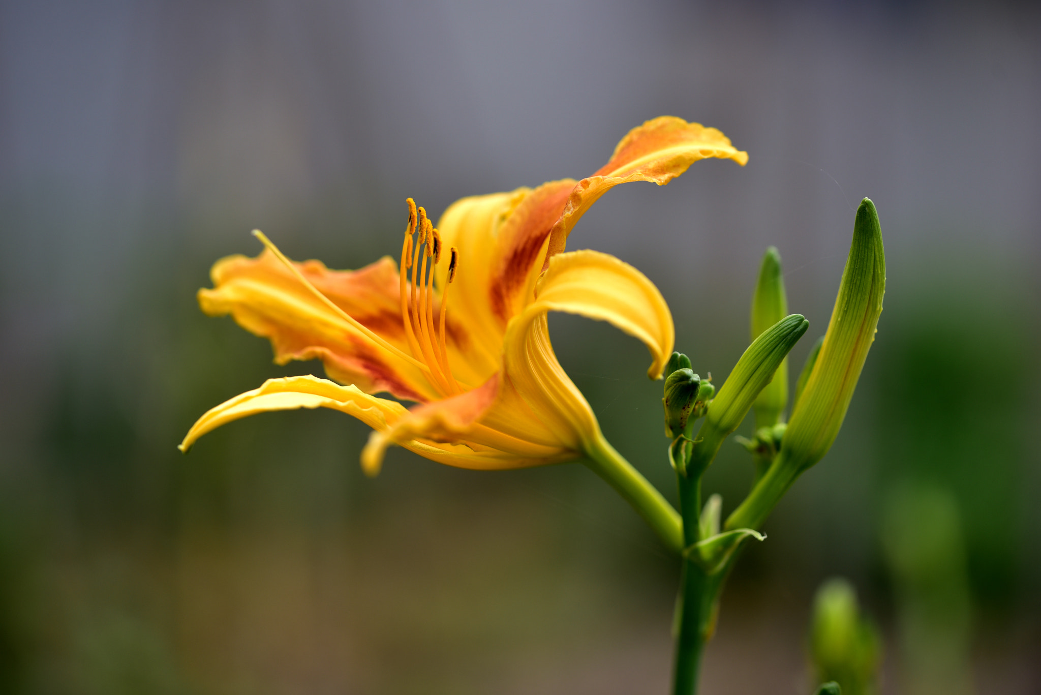 Sigma 105mm F2.8 EX DG OS HSM sample photo. 萱草 photography