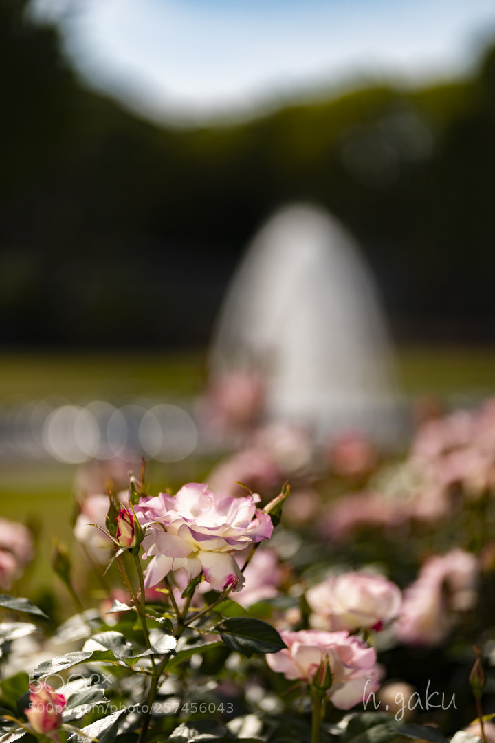 Canon EOS 6D Mark II sample photo. 離宮公園 photography