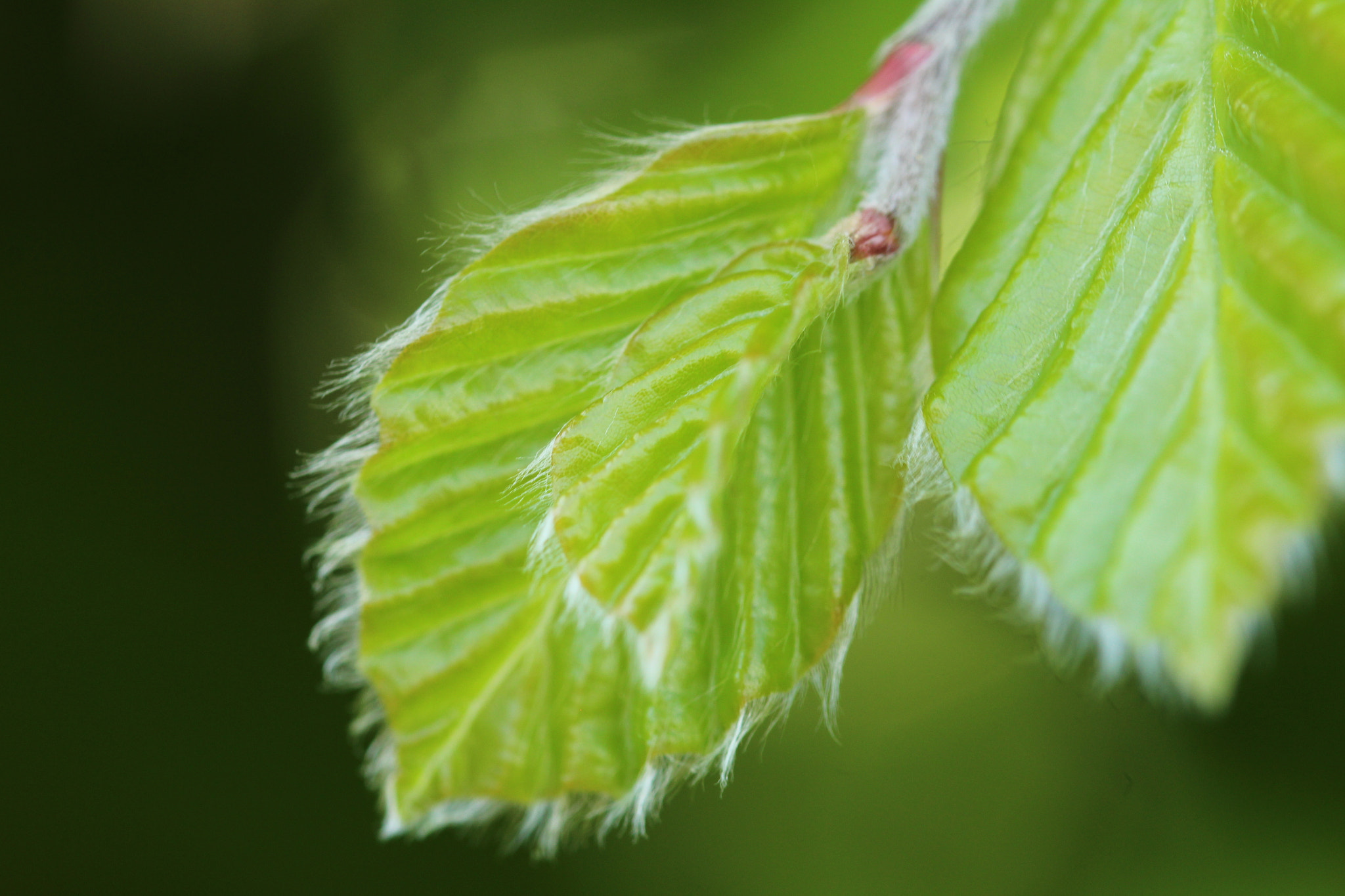 Sigma 105mm F2.8 EX DG OS HSM sample photo. Nature photography