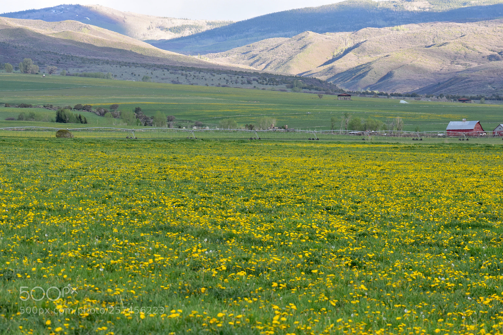Nikon D3400 sample photo. Dandelion days photography
