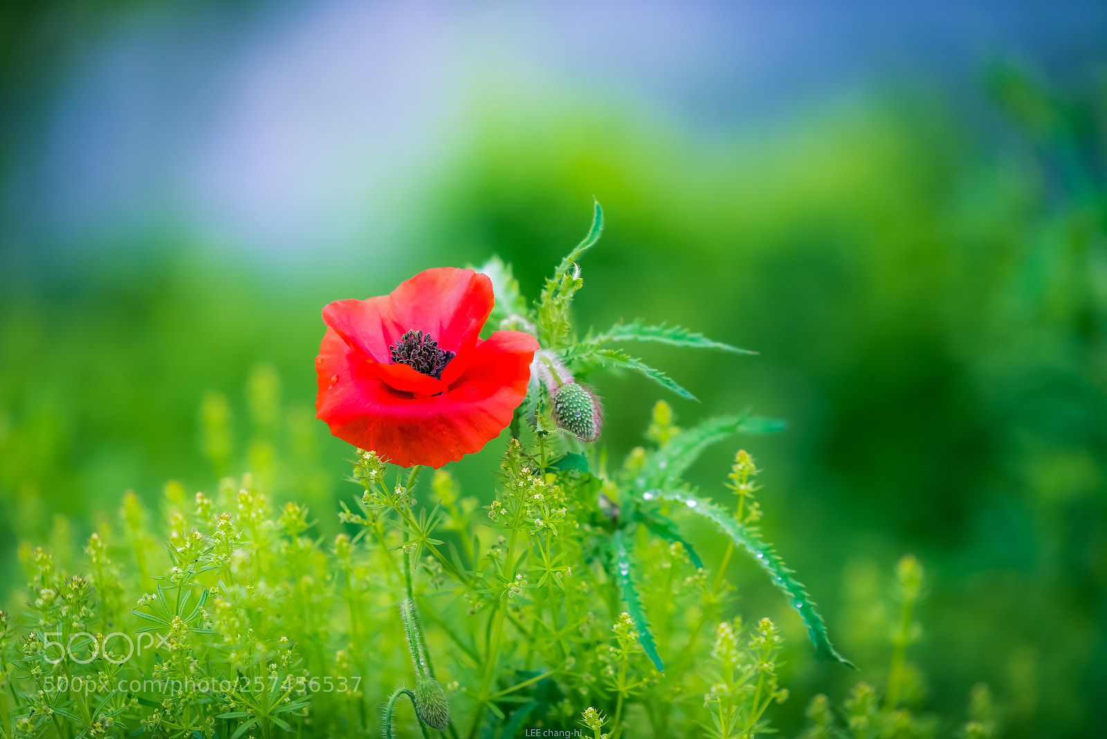 Nikon D810 sample photo. Poppy photography