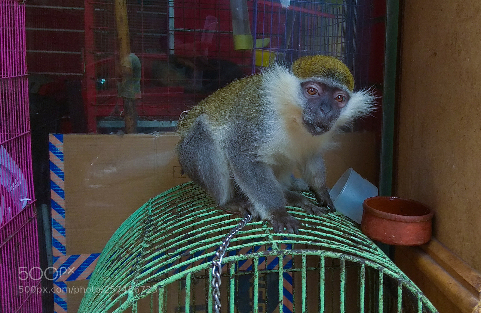 Xiaomi Redmi Note 4 sample photo. Monkey photography