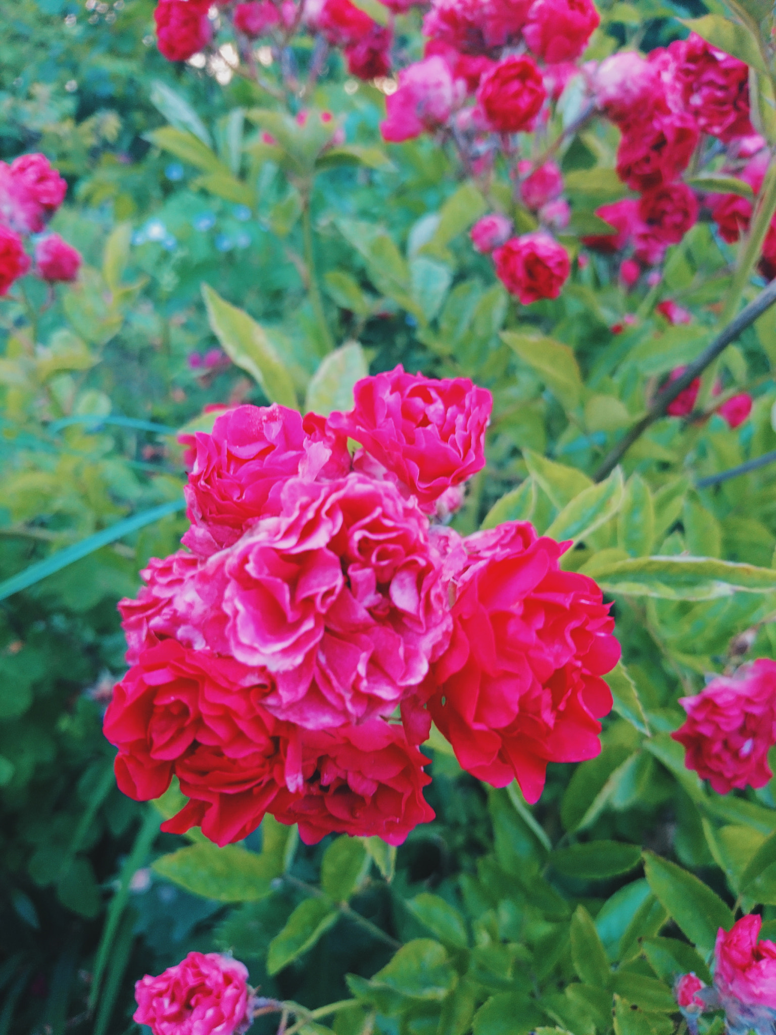 Sony Xperia X sample photo