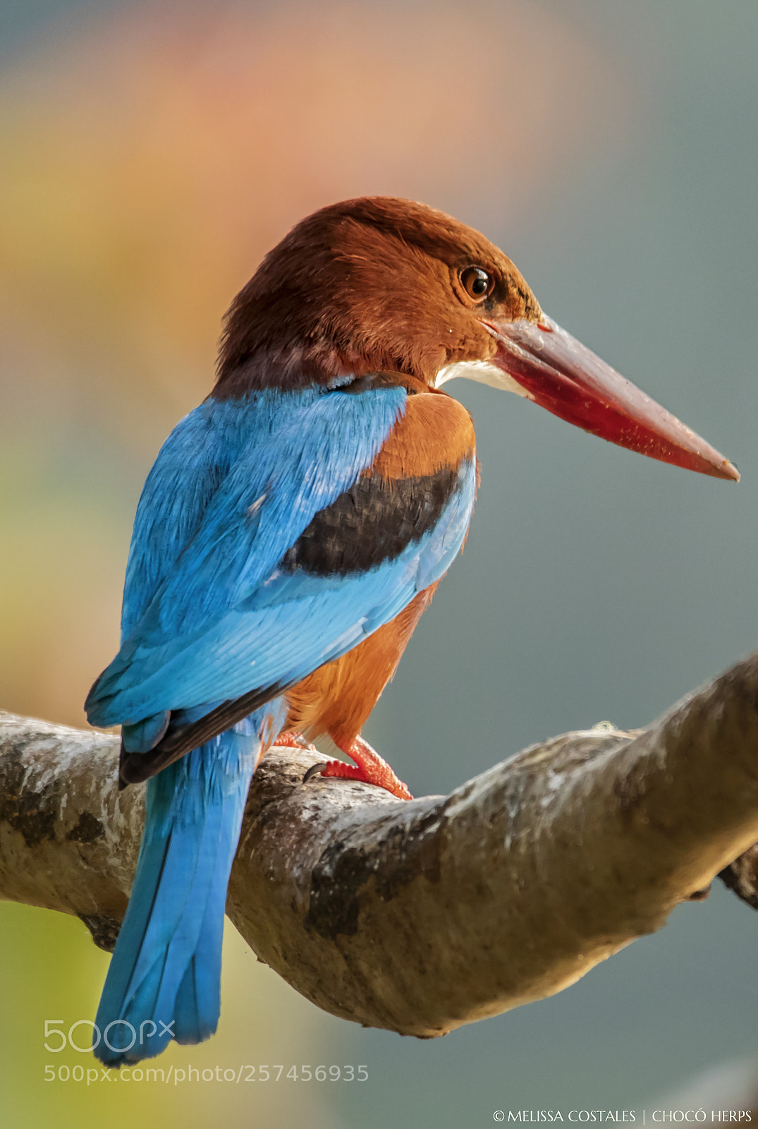 Canon EOS 7D Mark II sample photo. White-throated kingfisher photography