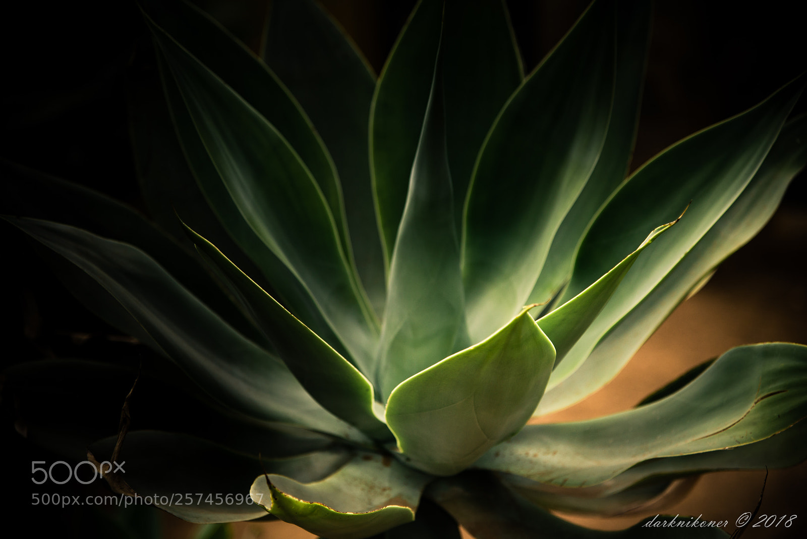 Nikon D750 sample photo. Think green photography