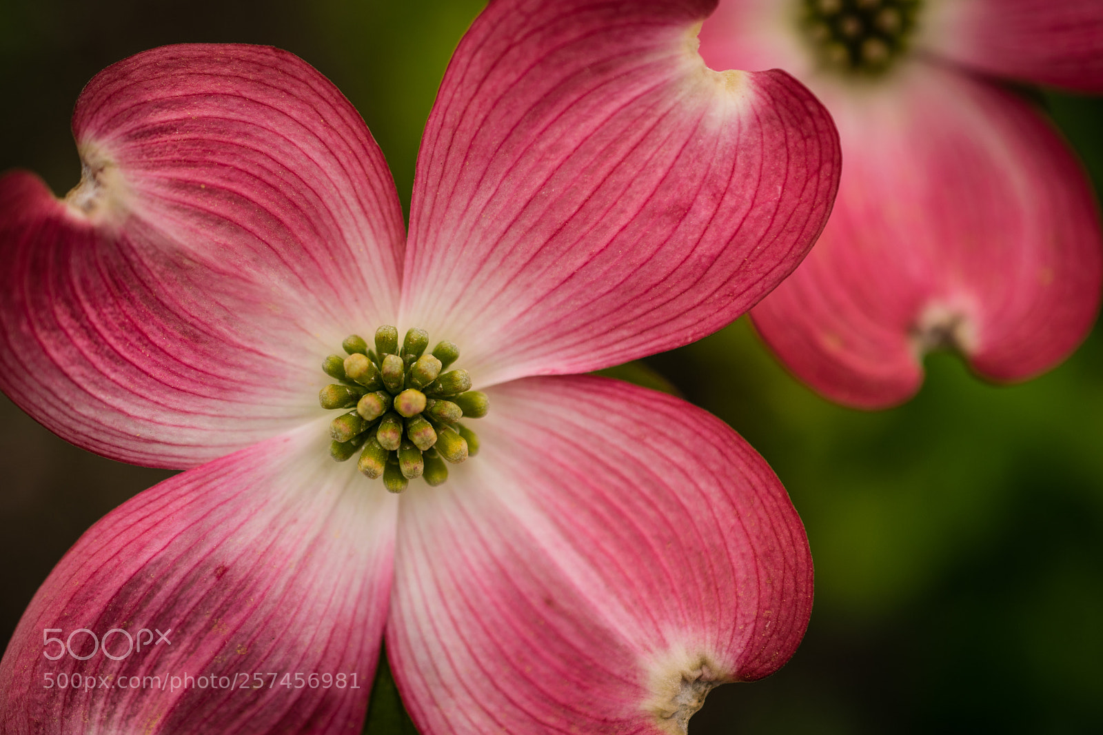 Nikon D5300 sample photo. Dogwood blossom photography