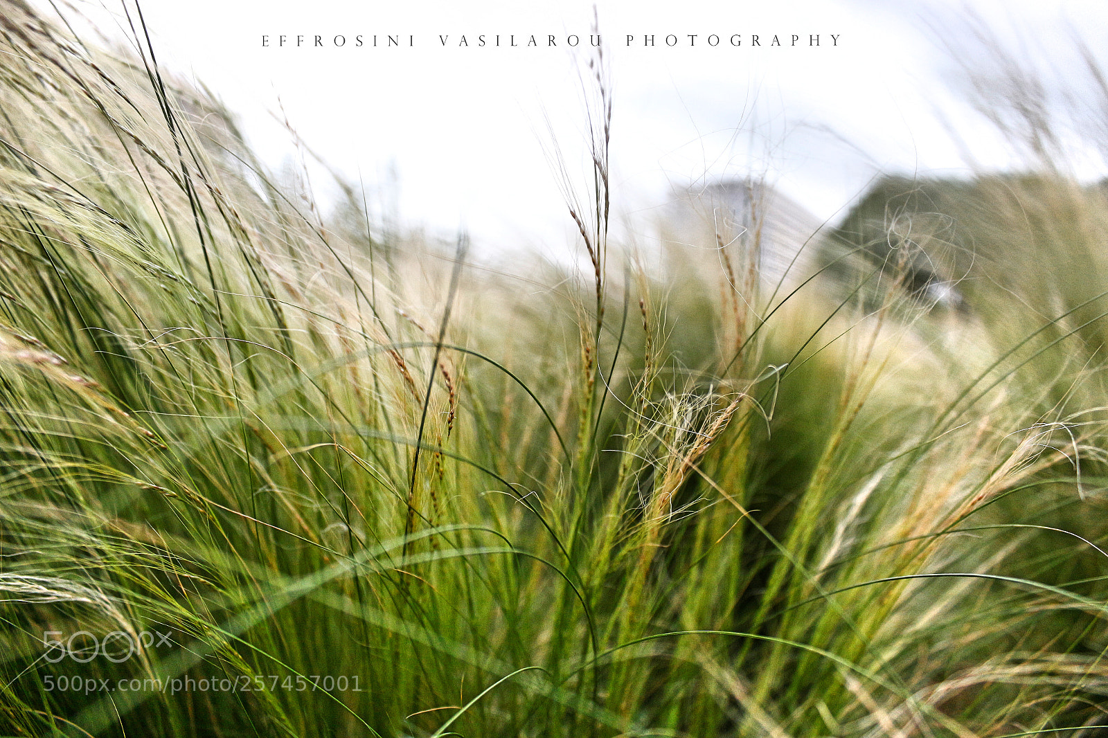 Canon EOS 700D (EOS Rebel T5i / EOS Kiss X7i) sample photo. Observing the nature. photography