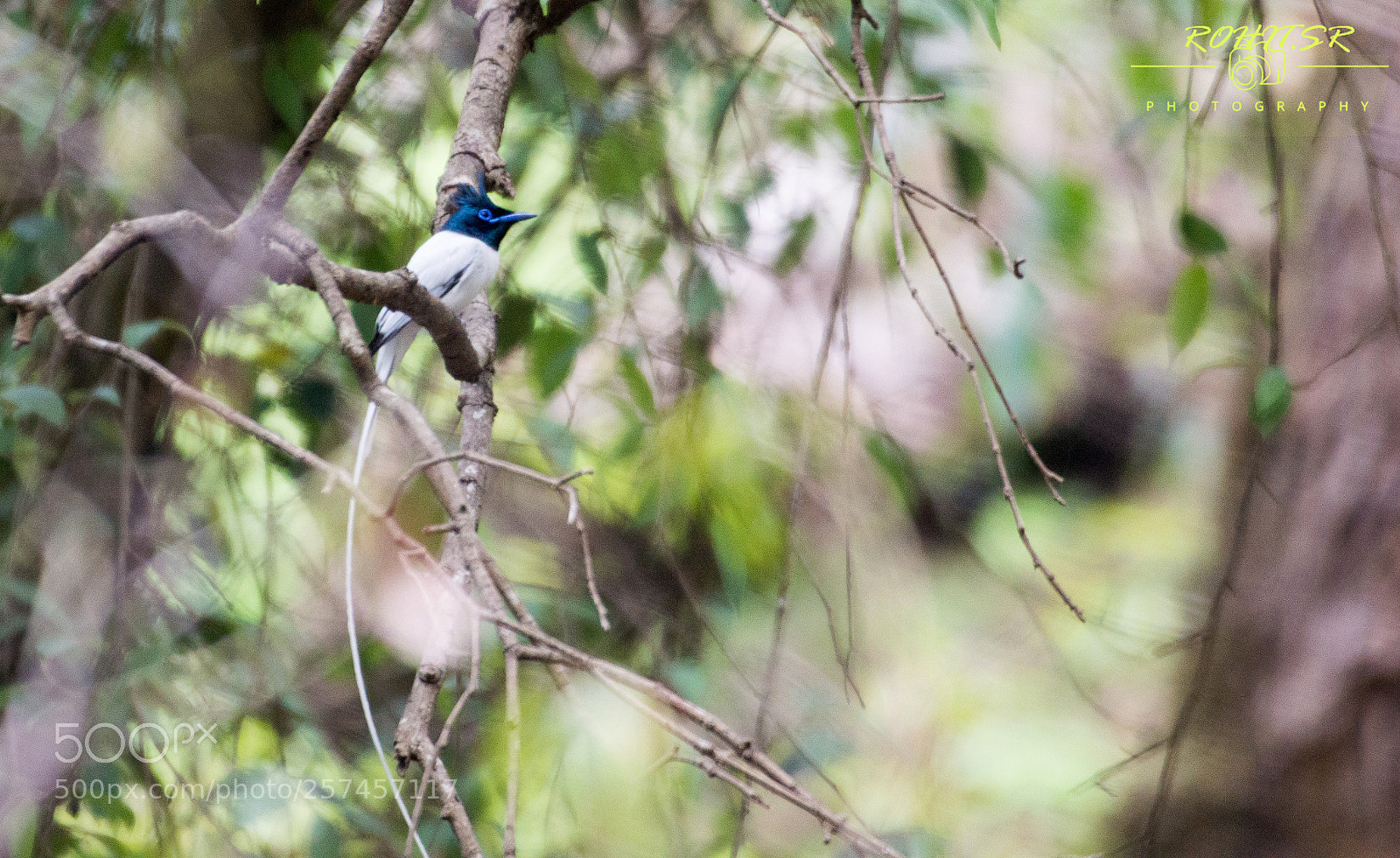 Nikon D3200 sample photo. Asian paradise flycatcher male photography