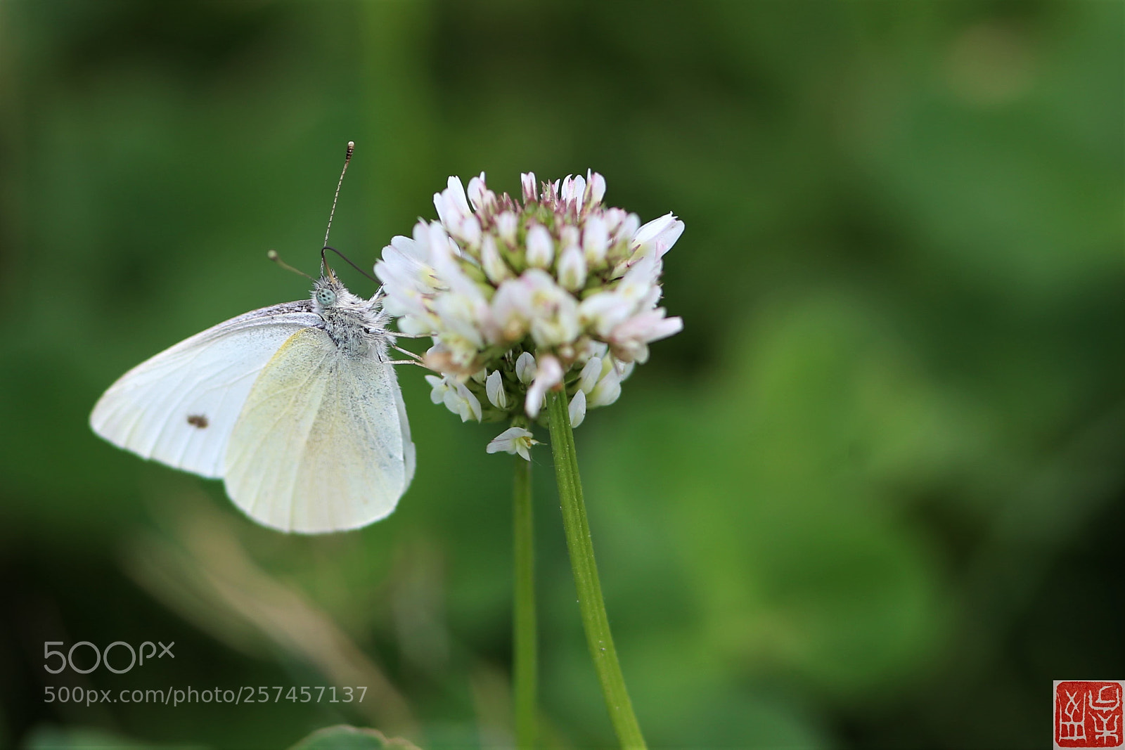 Canon EOS 6D sample photo. Pieris rapae photography