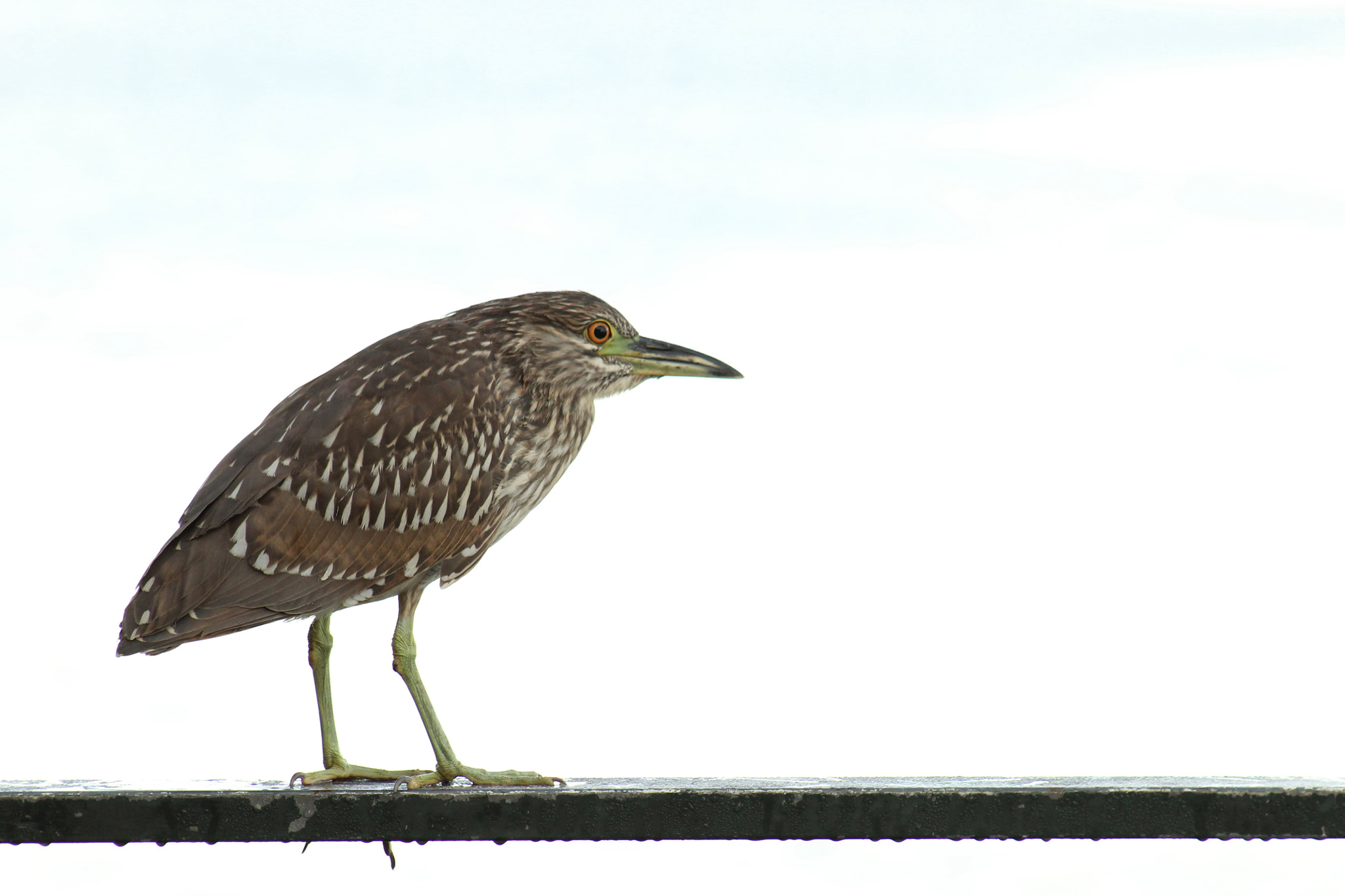 Canon EF 75-300mm f/4-5.6 USM sample photo. Walk photography