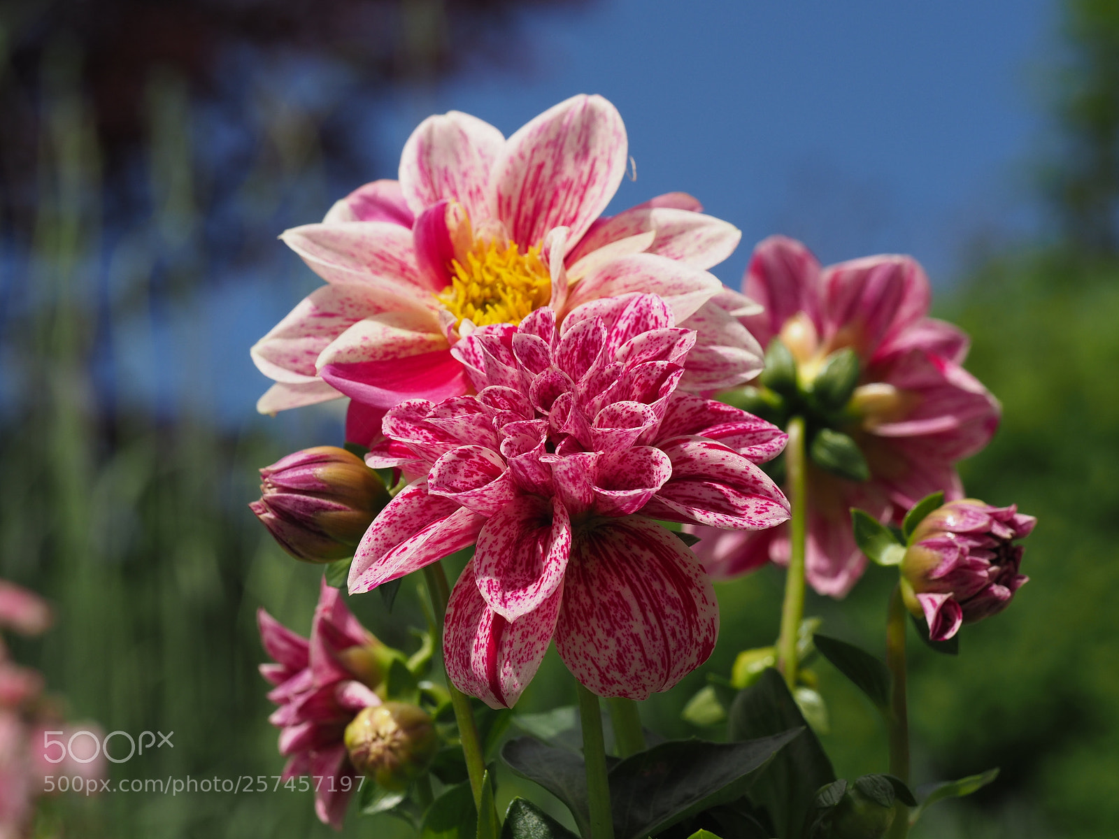 Olympus OM-D E-M1 Mark II sample photo. Dahlia photography
