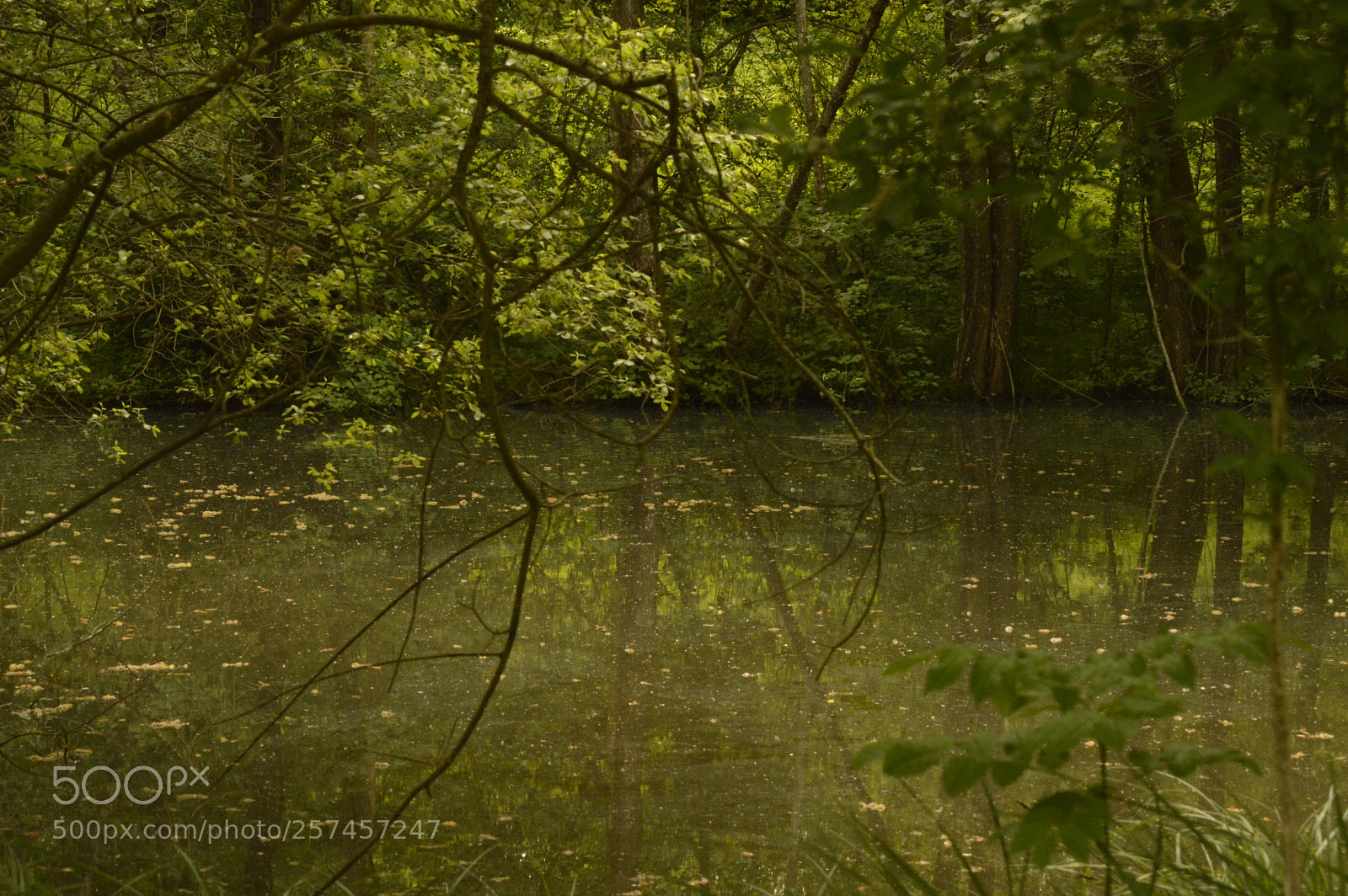 Nikon D3200 sample photo. Pond in a forest photography