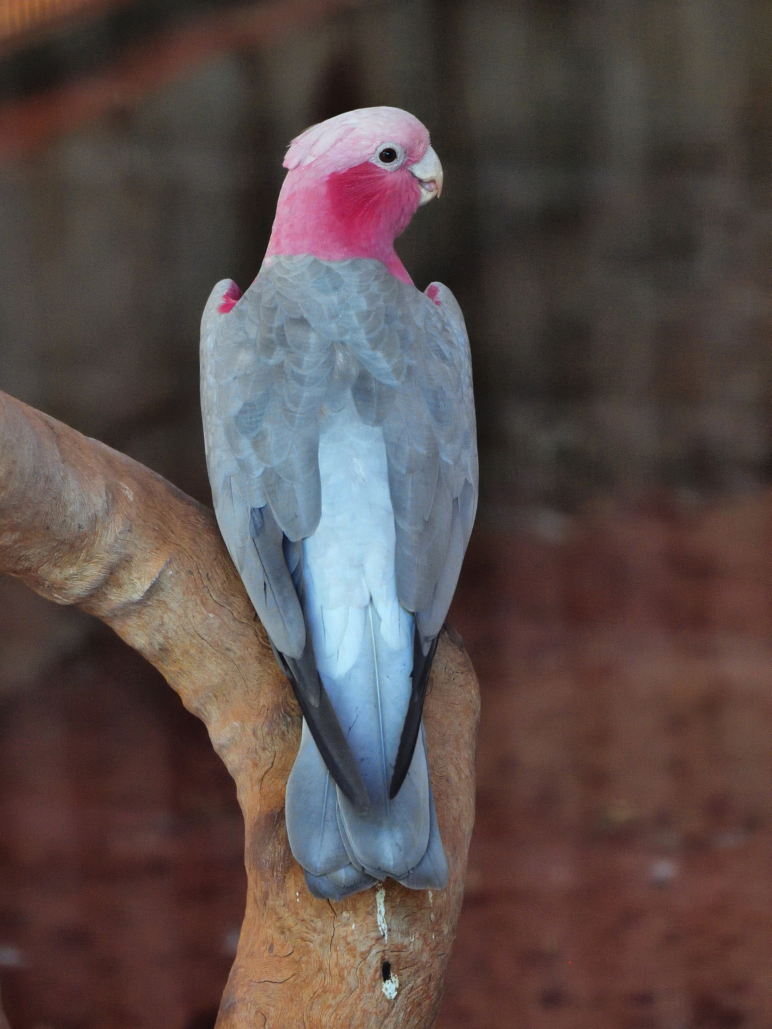 Nikon D5 sample photo. Funny photography