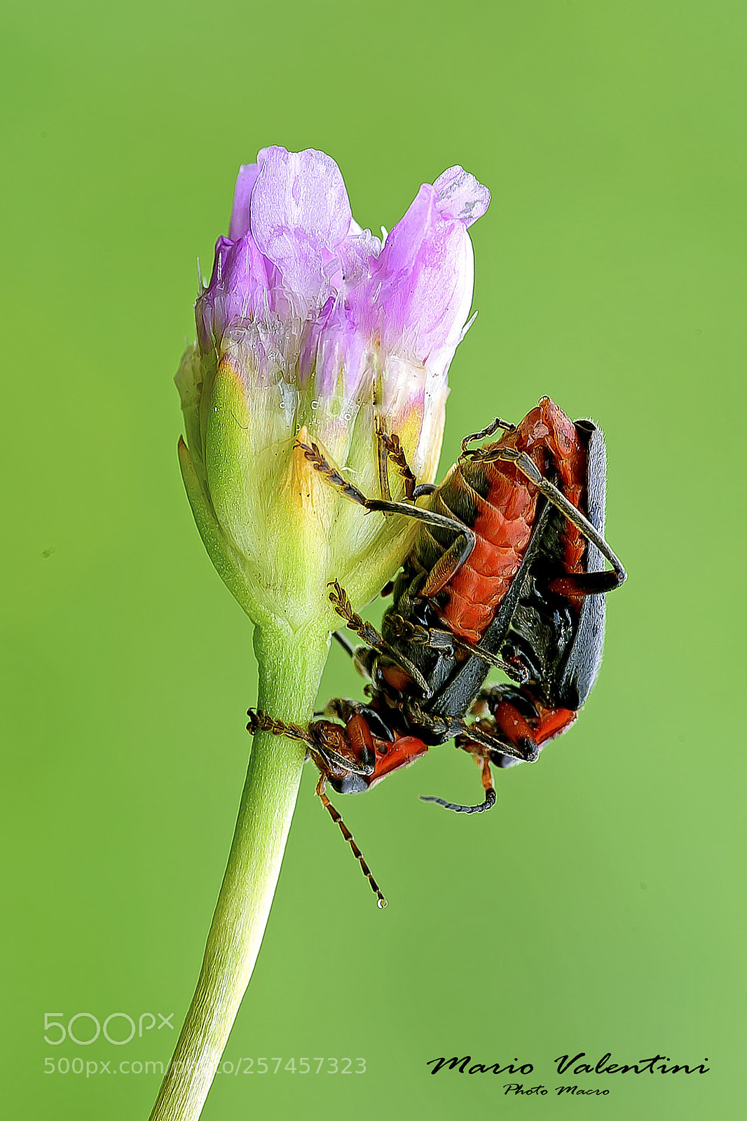 Nikon D750 sample photo. Cantharis fusca-italy. photography