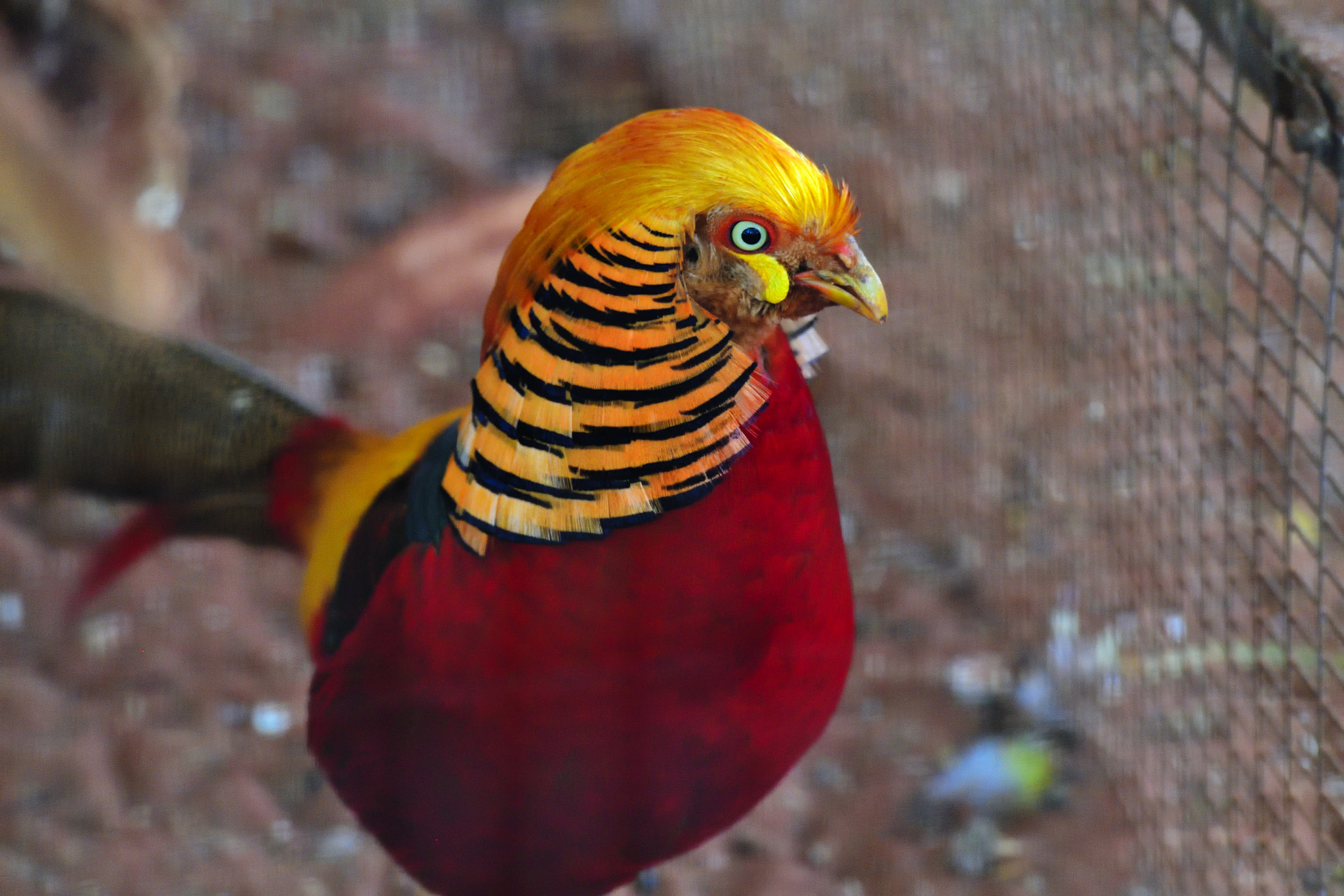 Nikon D5 sample photo. Funny photography