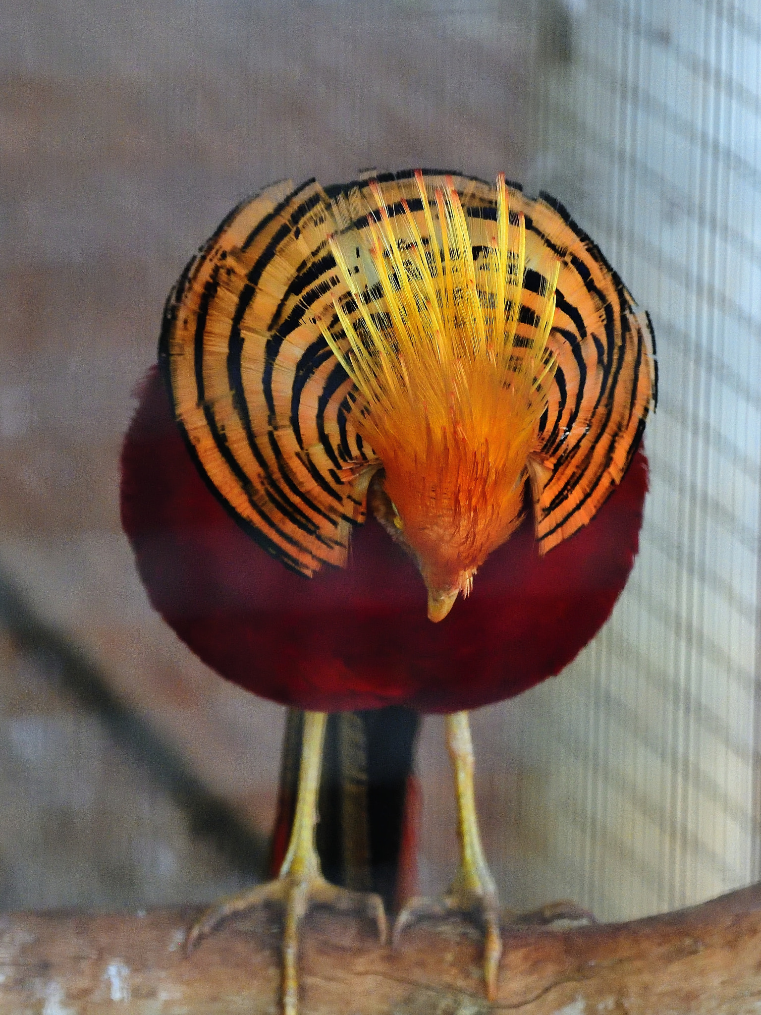 Nikon D5 sample photo. Funny photography