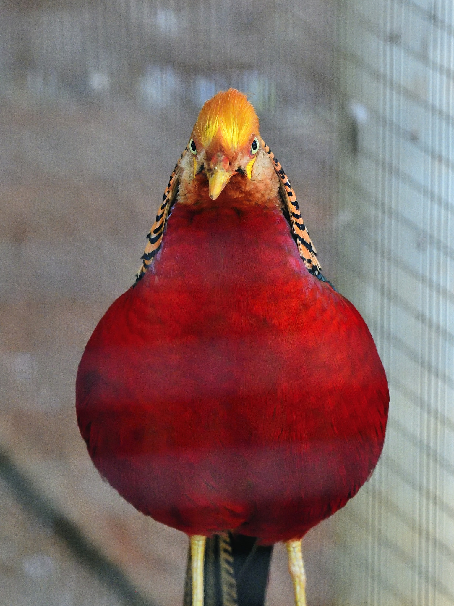 Nikon D5 sample photo. Funny photography