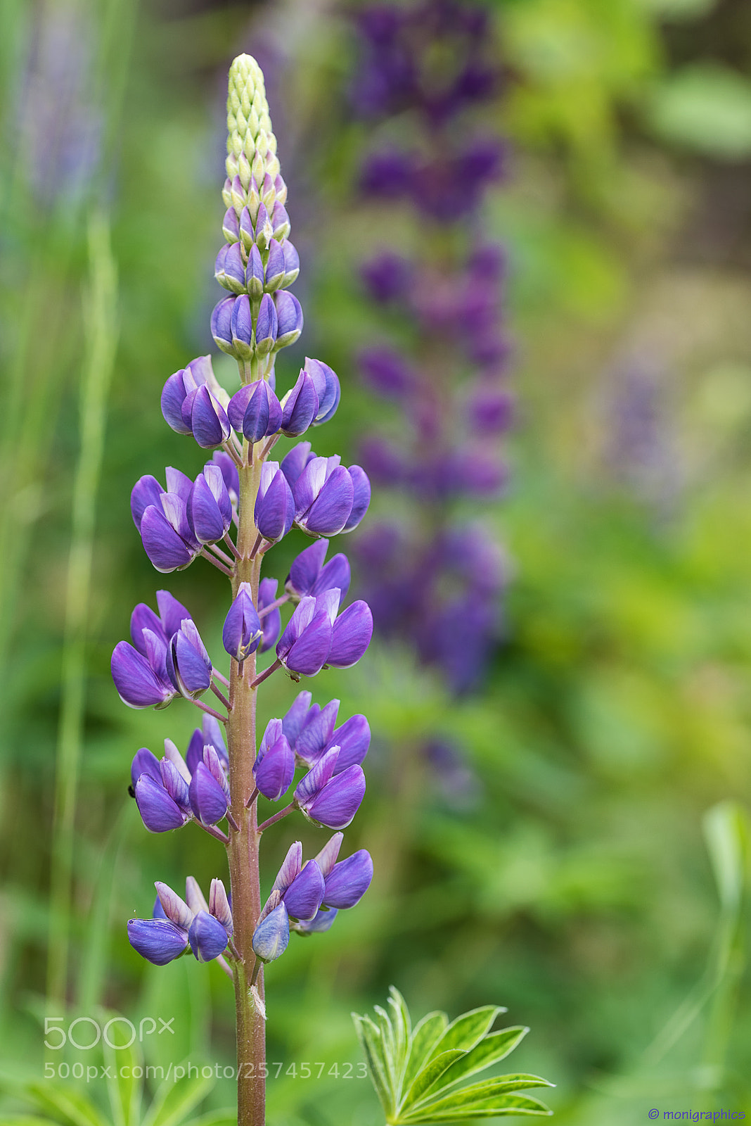 Nikon D750 sample photo. Lupinie photography
