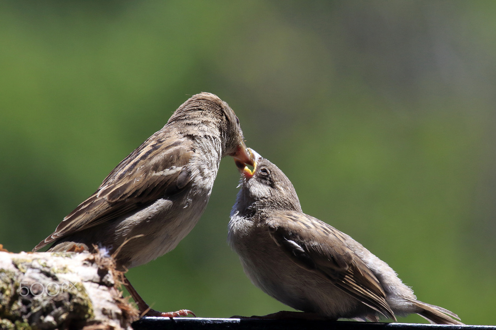 Canon EOS 60D + Canon EF 100-400mm F4.5-5.6L IS USM sample photo. Mother's love. amor de madre photography