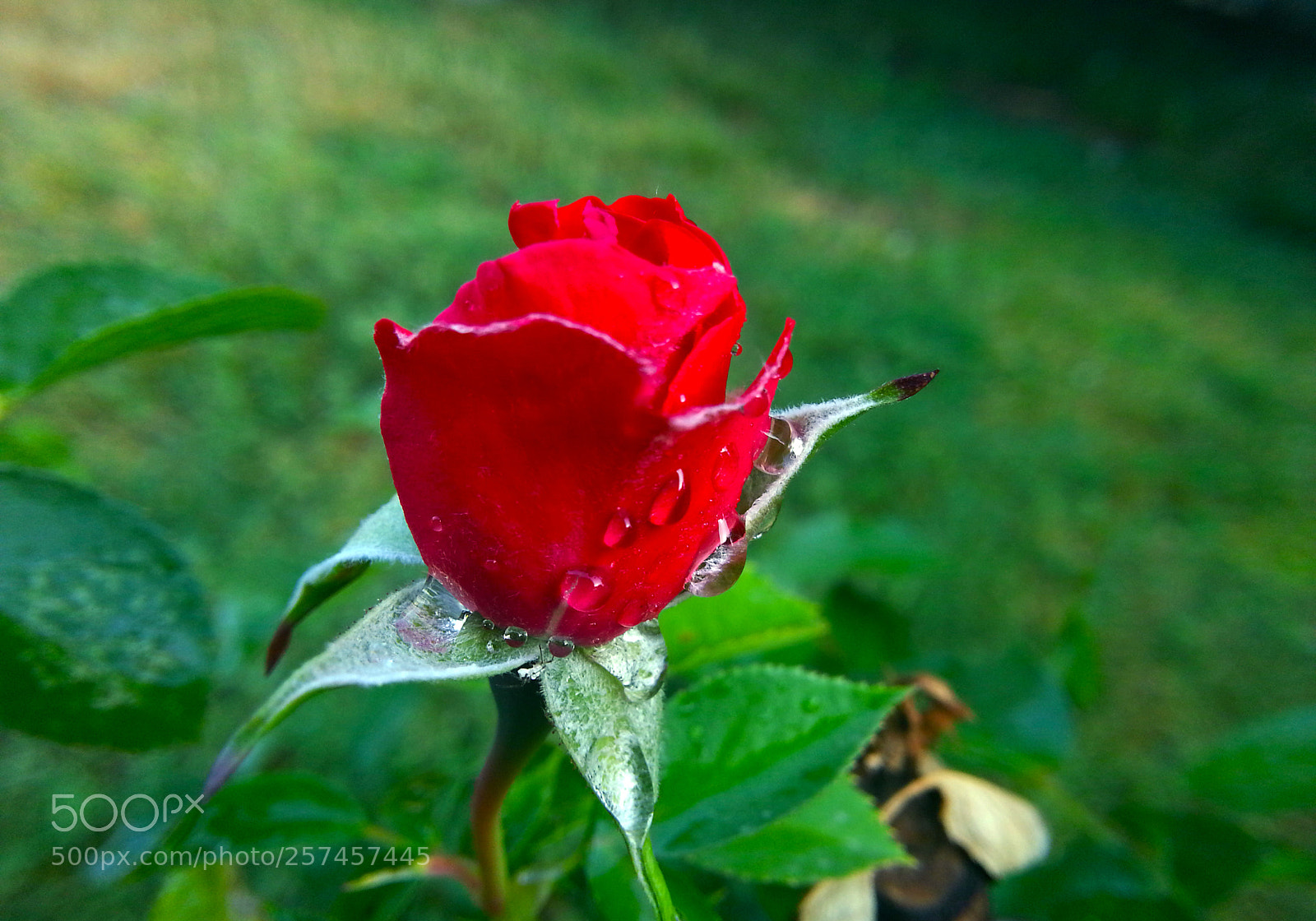 Samsung Galaxy Note2 sample photo. Rose photography