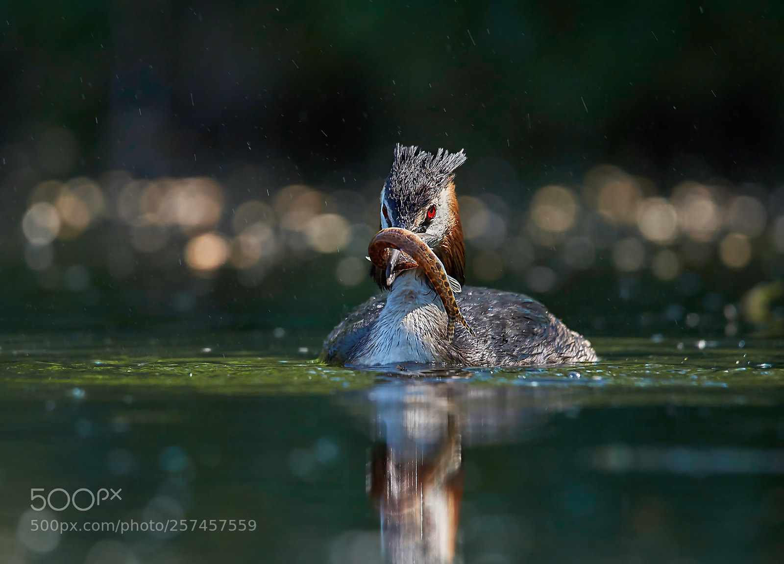 Sony SLT-A58 sample photo. Great crested grebe photography