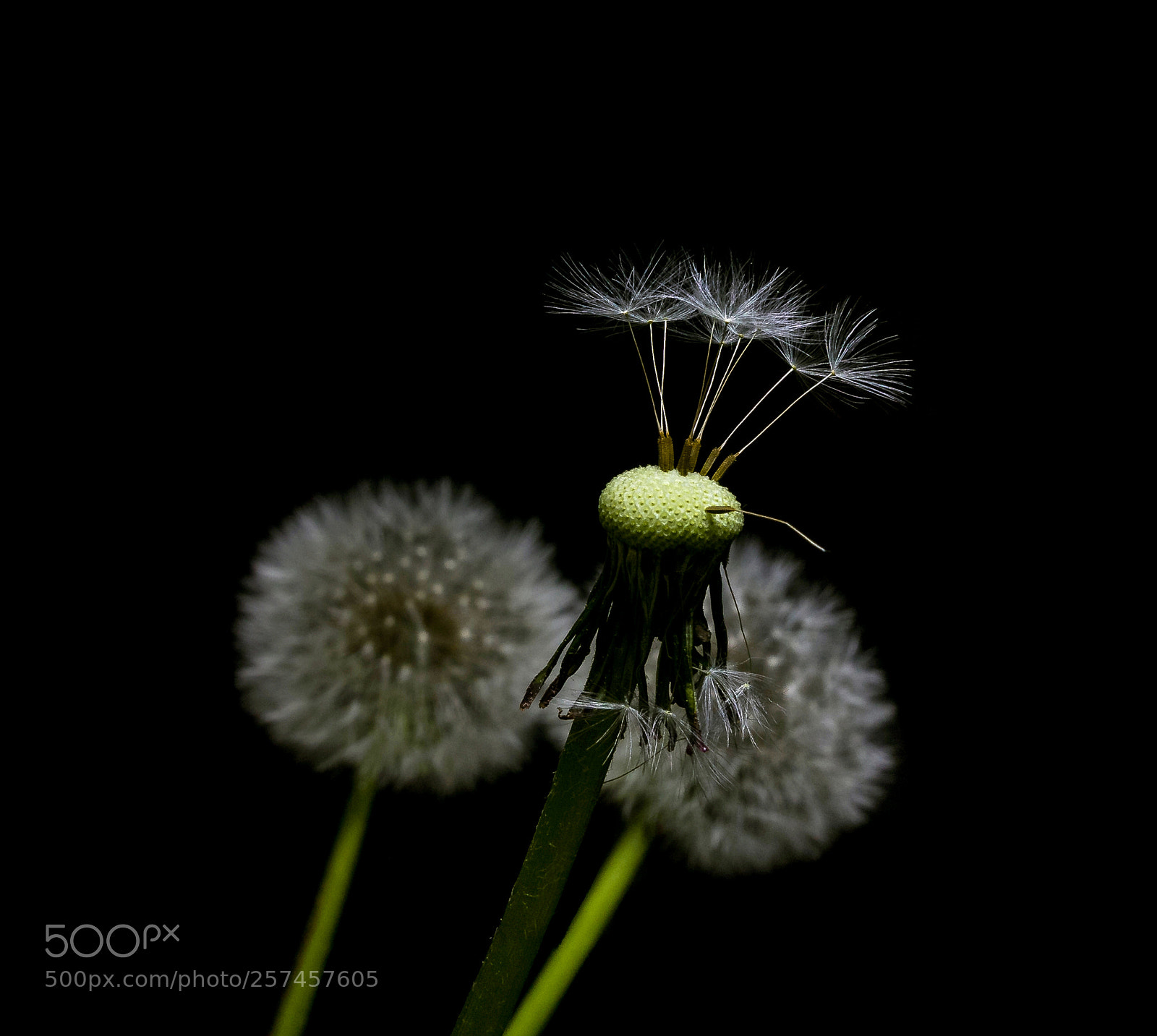 Canon EOS 60D sample photo. Dandelion aviation weather photography