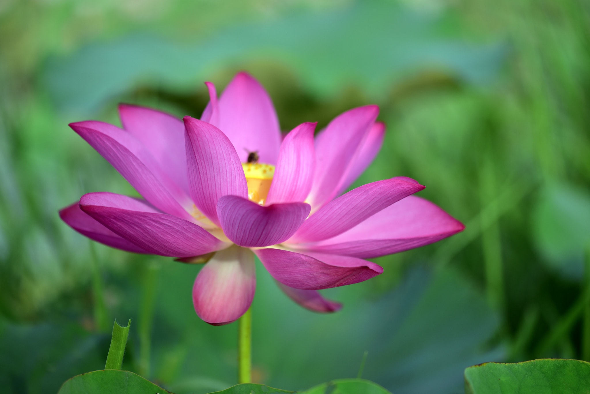 Sigma 105mm F2.8 EX DG OS HSM sample photo. 荷花 photography