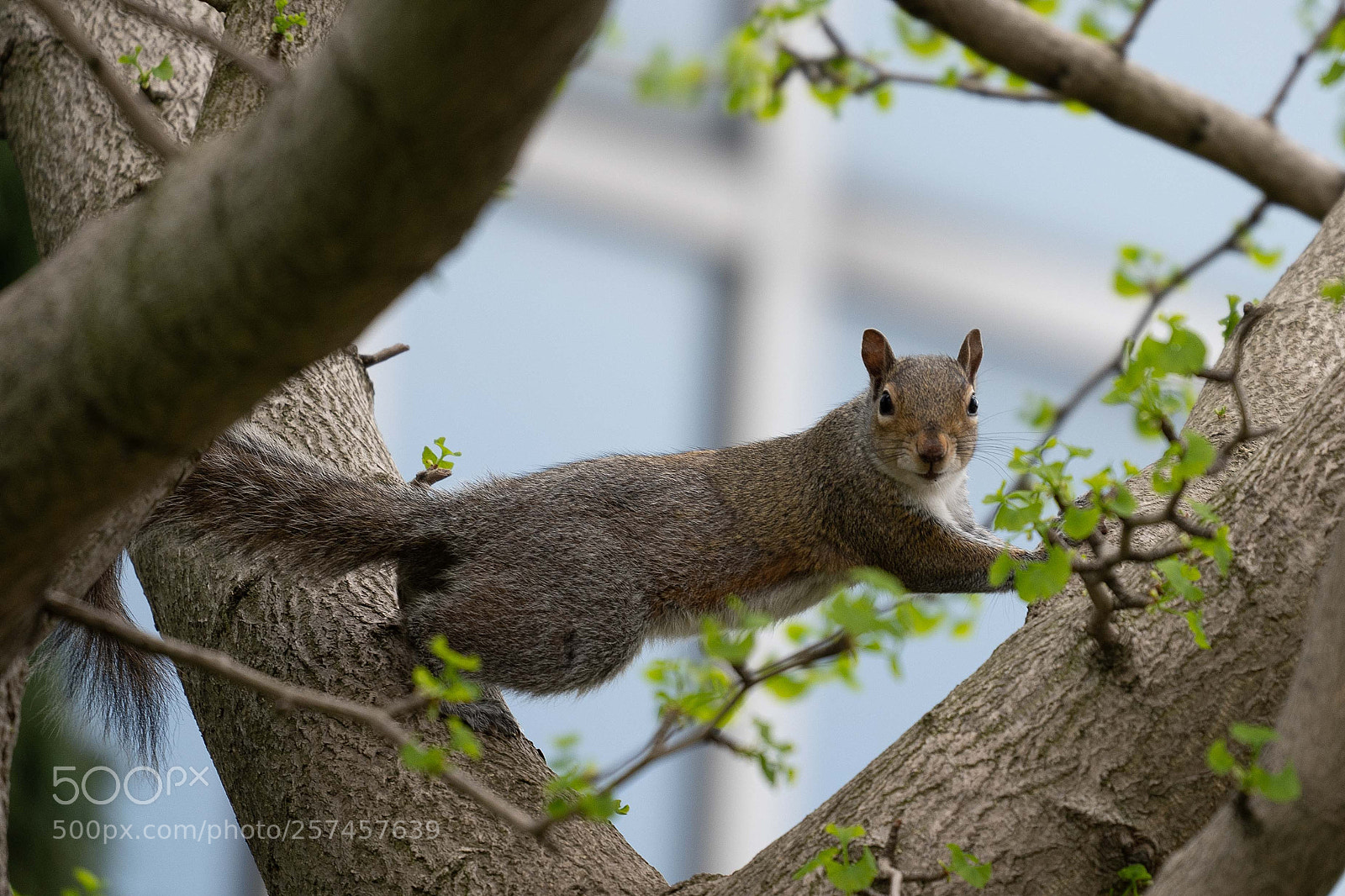 Sony a7 III sample photo. Squirrel 2 photography