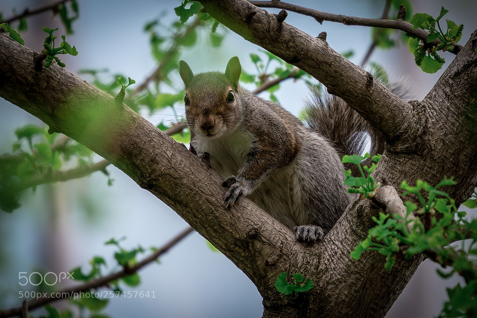 Sony a7 III sample photo. Squirrel photography