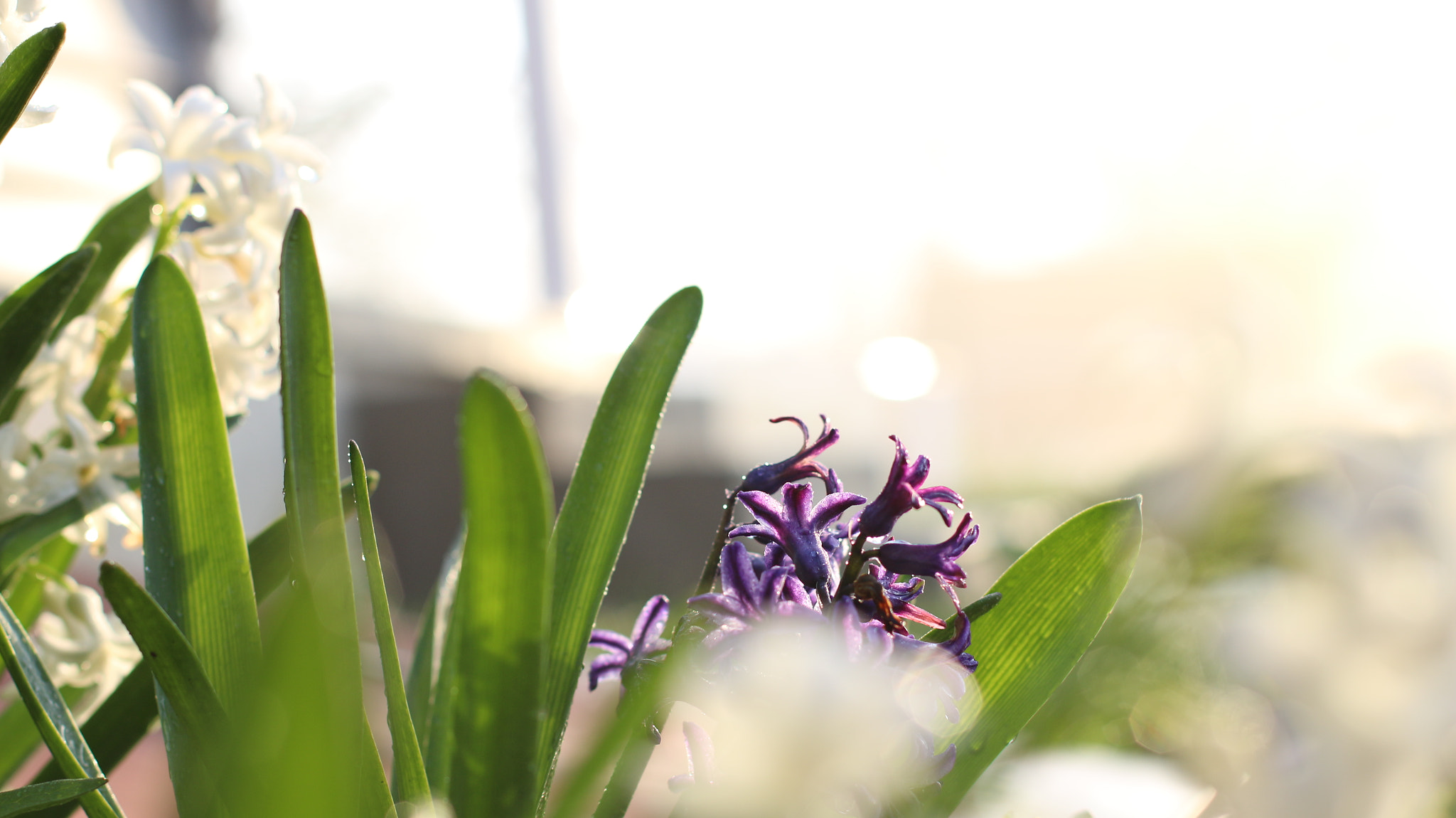 Canon EOS 70D + Canon EF 50mm F1.4 USM sample photo. The good morning flower photography