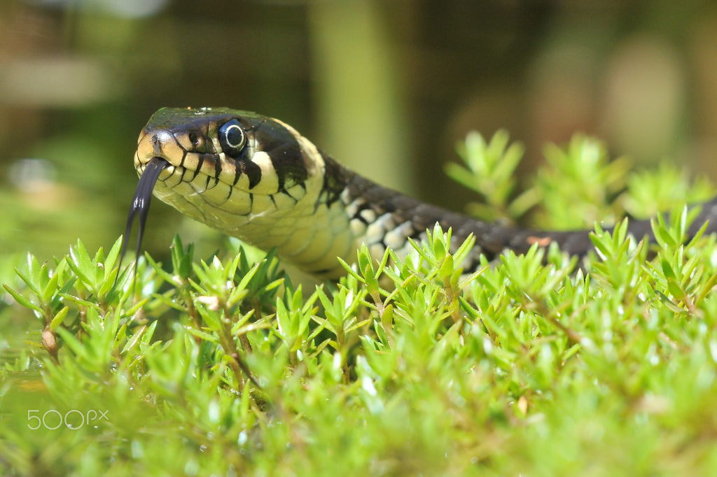 Nikon AF-S Nikkor 200-500mm F5.6E ED VR sample photo. Lurking photography