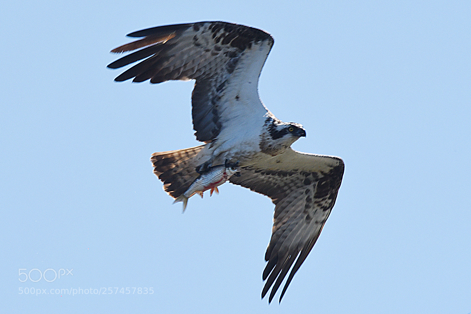Nikon D750 sample photo. Osprey photography