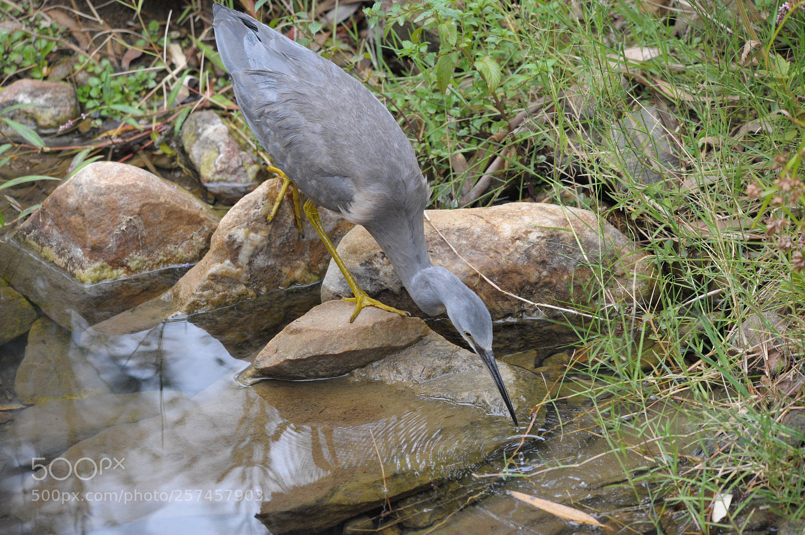 Nikon D3 sample photo. White face heron photography