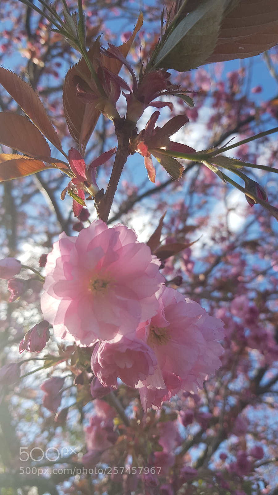 Samsung Galaxy S8 sample photo. Untitled photography