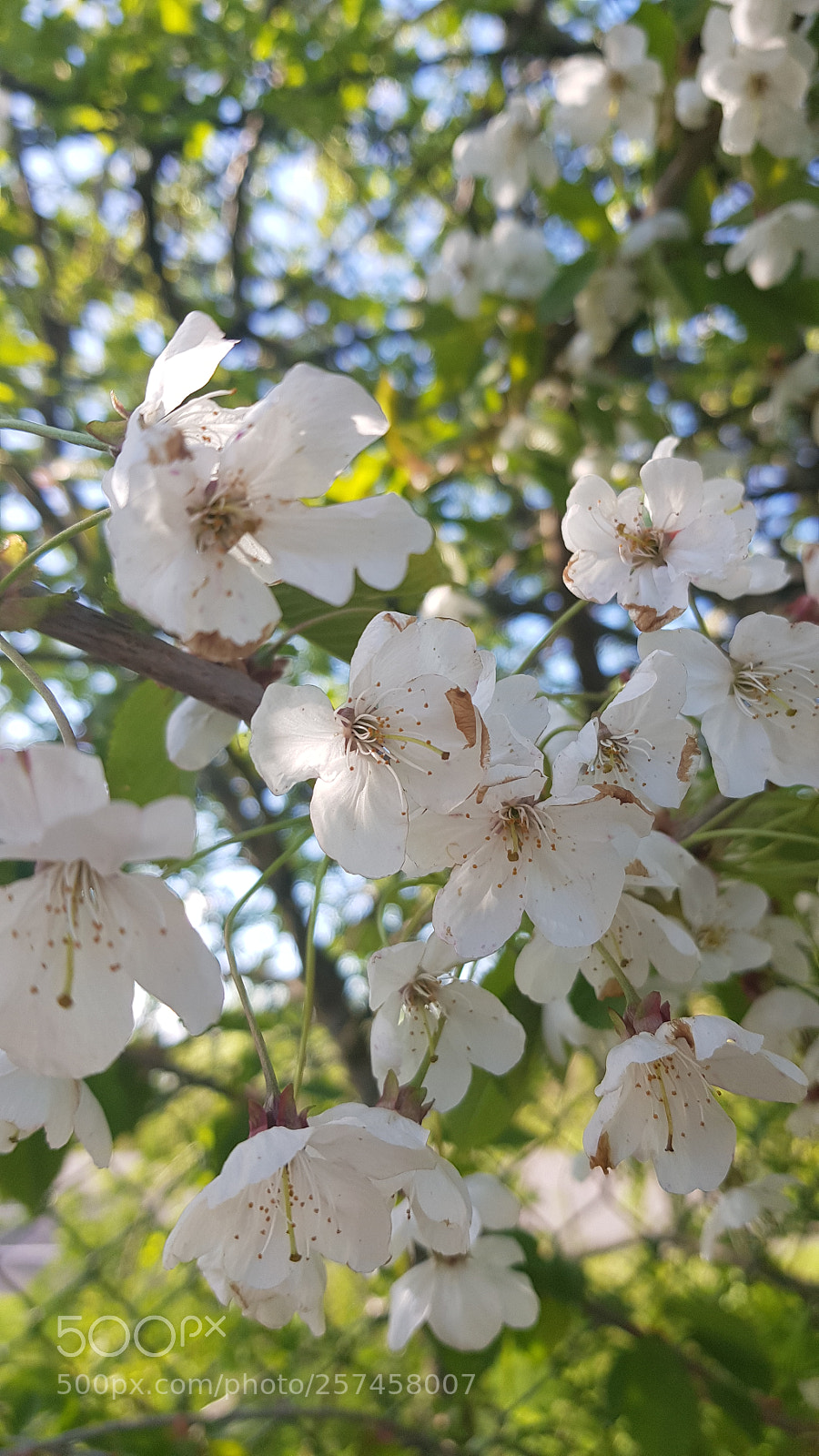 Samsung Galaxy S8 sample photo. Untitled photography