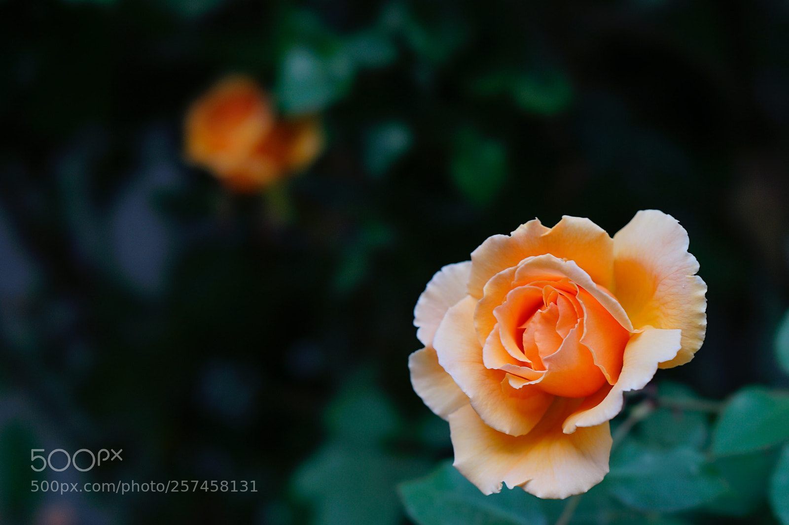 Sony a7 II sample photo. 呼應 photography