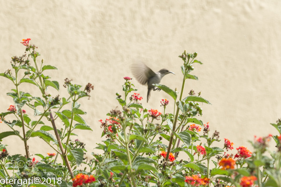 Nikon D850 sample photo. Untitled photography