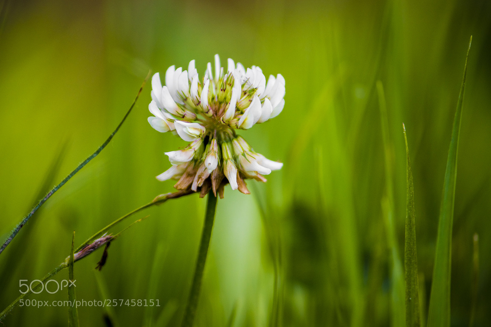 Canon EOS 77D (EOS 9000D / EOS 770D) sample photo. White flower in grass photography
