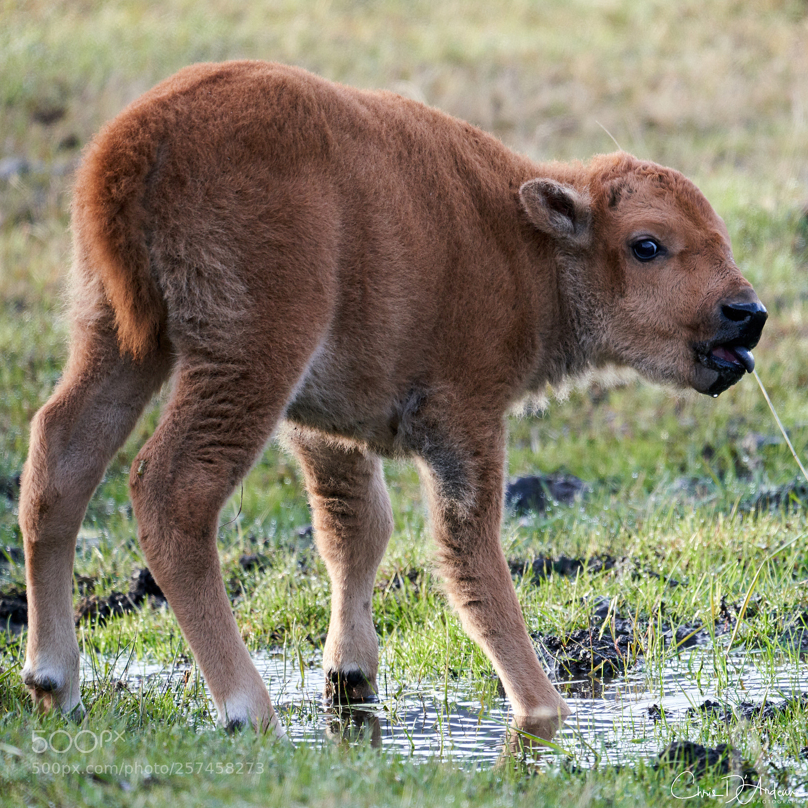 Sony a7R III sample photo. Bison baby photography
