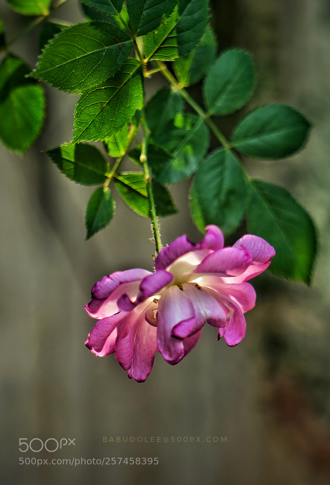 Sony a7 sample photo. Rose photography