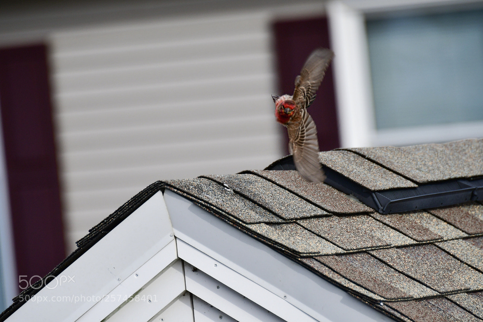 Nikon D7500 sample photo. Vertical flight photography