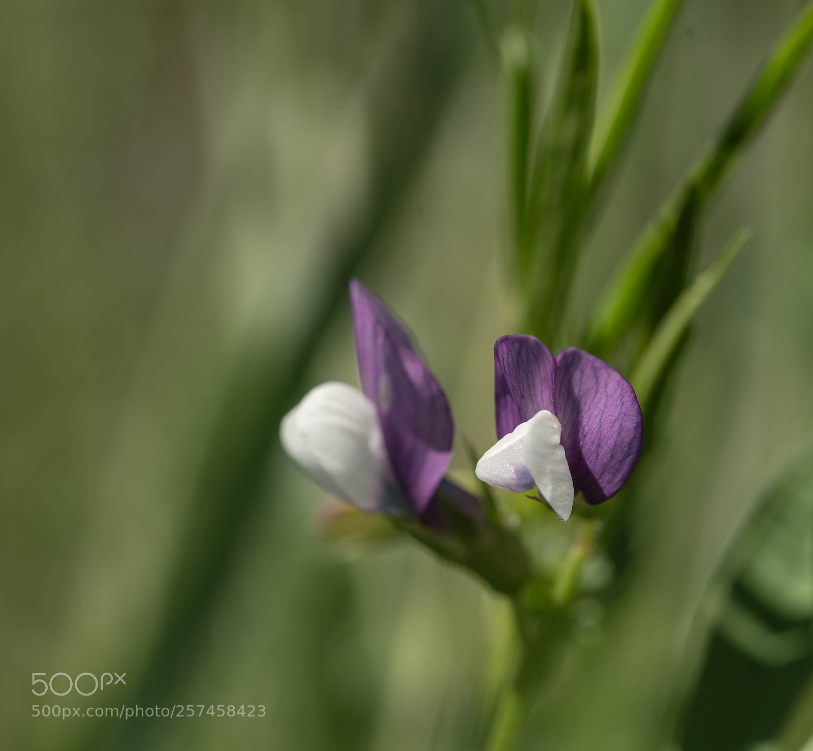 Nikon D750 sample photo. Macro du jour photography